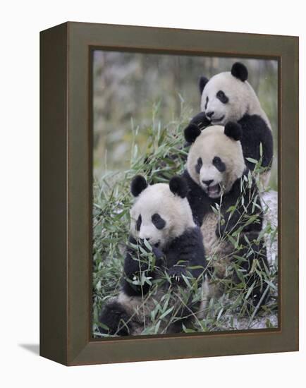 Three Subadult Giant Pandas Feeding on Bamboo Wolong Nature Reserve, China-Eric Baccega-Framed Premier Image Canvas