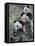 Three Subadult Giant Pandas Feeding on Bamboo Wolong Nature Reserve, China-Eric Baccega-Framed Premier Image Canvas