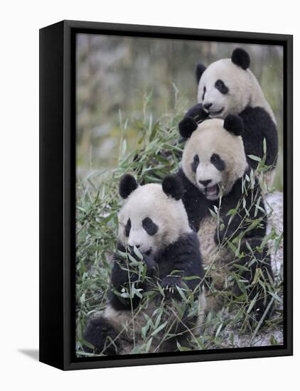 Three Subadult Giant Pandas Feeding on Bamboo Wolong Nature Reserve, China-Eric Baccega-Framed Premier Image Canvas