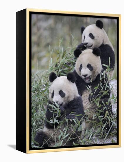 Three Subadult Giant Pandas Feeding on Bamboo Wolong Nature Reserve, China-Eric Baccega-Framed Premier Image Canvas