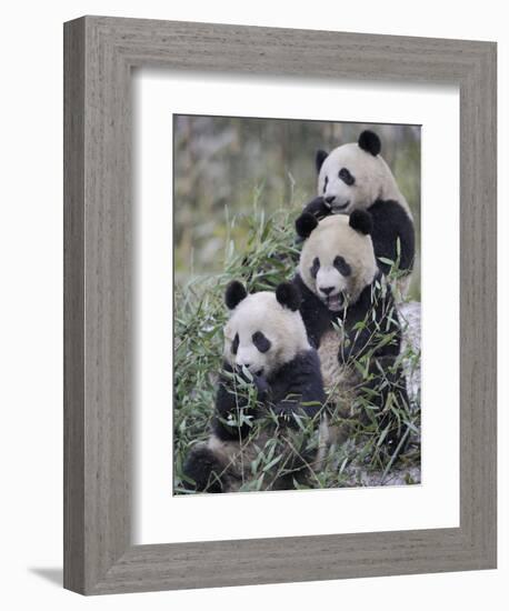 Three Subadult Giant Pandas Feeding on Bamboo Wolong Nature Reserve, China-Eric Baccega-Framed Photographic Print