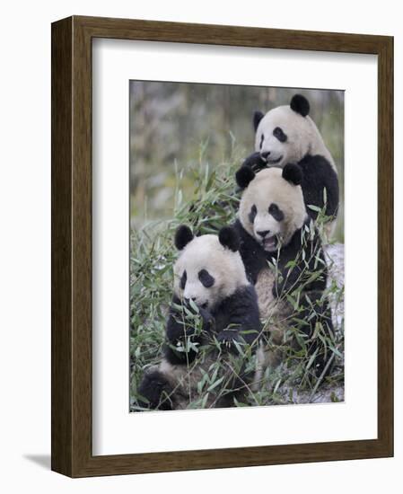 Three Subadult Giant Pandas Feeding on Bamboo Wolong Nature Reserve, China-Eric Baccega-Framed Photographic Print