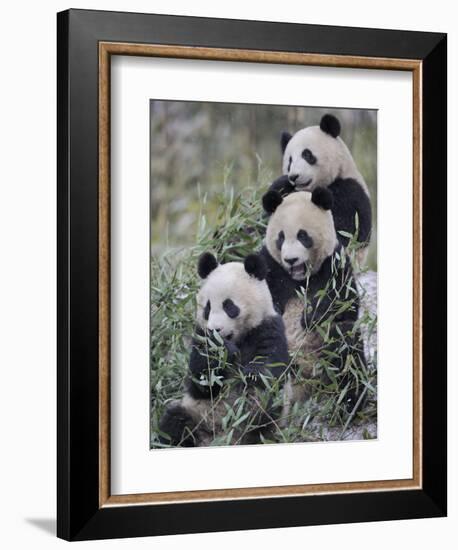 Three Subadult Giant Pandas Feeding on Bamboo Wolong Nature Reserve, China-Eric Baccega-Framed Photographic Print