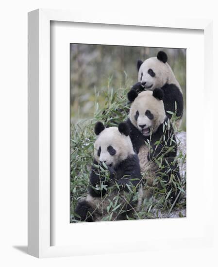 Three Subadult Giant Pandas Feeding on Bamboo Wolong Nature Reserve, China-Eric Baccega-Framed Photographic Print