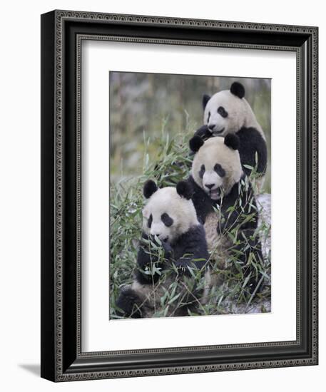 Three Subadult Giant Pandas Feeding on Bamboo Wolong Nature Reserve, China-Eric Baccega-Framed Photographic Print