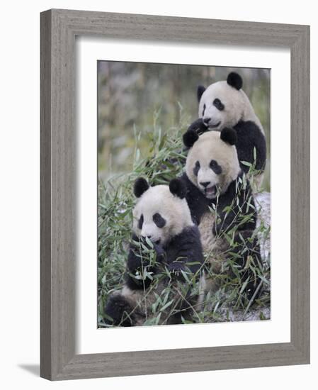 Three Subadult Giant Pandas Feeding on Bamboo Wolong Nature Reserve, China-Eric Baccega-Framed Photographic Print