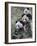 Three Subadult Giant Pandas Feeding on Bamboo Wolong Nature Reserve, China-Eric Baccega-Framed Photographic Print