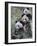 Three Subadult Giant Pandas Feeding on Bamboo Wolong Nature Reserve, China-Eric Baccega-Framed Photographic Print