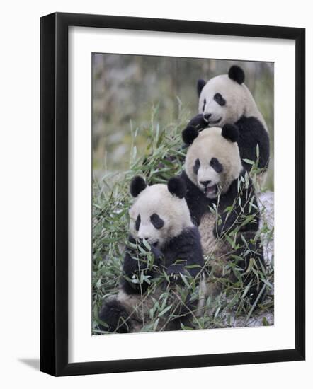 Three Subadult Giant Pandas Feeding on Bamboo Wolong Nature Reserve, China-Eric Baccega-Framed Photographic Print