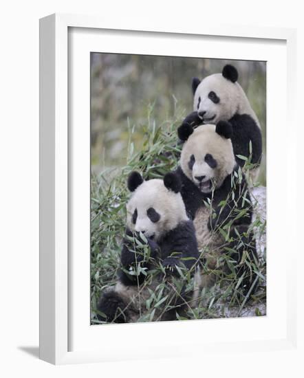 Three Subadult Giant Pandas Feeding on Bamboo Wolong Nature Reserve, China-Eric Baccega-Framed Photographic Print