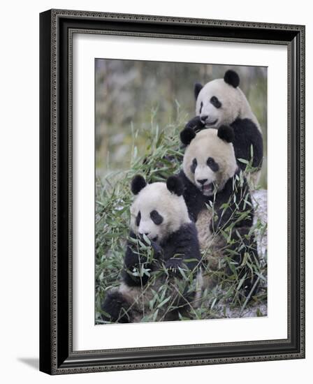 Three Subadult Giant Pandas Feeding on Bamboo Wolong Nature Reserve, China-Eric Baccega-Framed Photographic Print