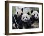 Three Subadult Giant Pandas Feeding on Bamboo, Wolong Nature Reserve, China-Eric Baccega-Framed Photographic Print