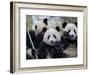 Three Subadult Giant Pandas Feeding on Bamboo, Wolong Nature Reserve, China-Eric Baccega-Framed Photographic Print