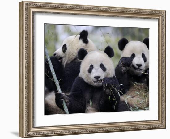 Three Subadult Giant Pandas Feeding on Bamboo, Wolong Nature Reserve, China-Eric Baccega-Framed Photographic Print