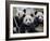 Three Subadult Giant Pandas Feeding on Bamboo, Wolong Nature Reserve, China-Eric Baccega-Framed Photographic Print