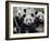 Three Subadult Giant Pandas Feeding on Bamboo, Wolong Nature Reserve, China-Eric Baccega-Framed Photographic Print