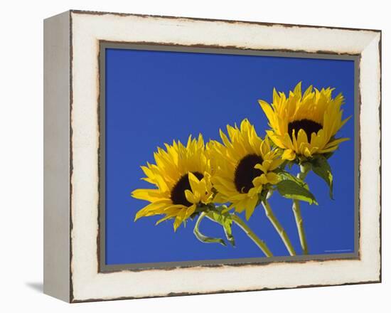 Three Sunflowers Blooms, Helianthus Annuus, United Kingdom-Steve & Ann Toon-Framed Premier Image Canvas