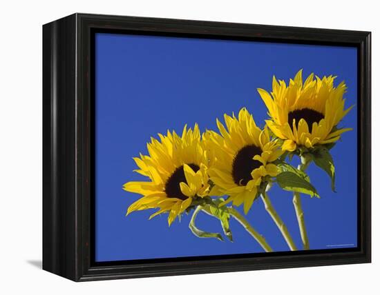 Three Sunflowers Blooms, Helianthus Annuus, United Kingdom-Steve & Ann Toon-Framed Premier Image Canvas