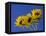 Three Sunflowers Blooms, Helianthus Annuus, United Kingdom-Steve & Ann Toon-Framed Premier Image Canvas
