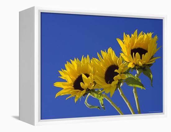 Three Sunflowers Blooms, Helianthus Annuus, United Kingdom-Steve & Ann Toon-Framed Premier Image Canvas