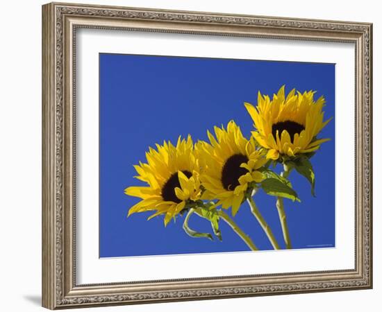 Three Sunflowers Blooms, Helianthus Annuus, United Kingdom-Steve & Ann Toon-Framed Photographic Print