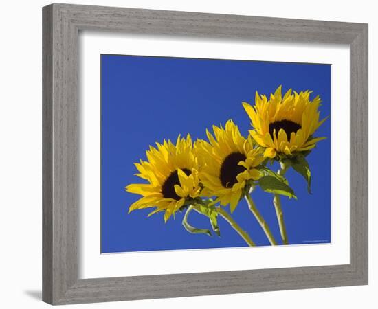 Three Sunflowers Blooms, Helianthus Annuus, United Kingdom-Steve & Ann Toon-Framed Photographic Print