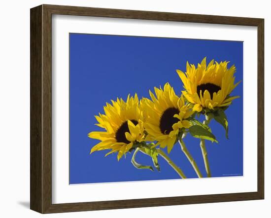 Three Sunflowers Blooms, Helianthus Annuus, United Kingdom-Steve & Ann Toon-Framed Photographic Print