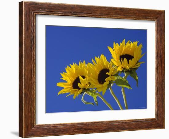 Three Sunflowers Blooms, Helianthus Annuus, United Kingdom-Steve & Ann Toon-Framed Photographic Print