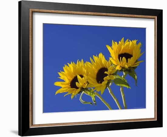 Three Sunflowers Blooms, Helianthus Annuus, United Kingdom-Steve & Ann Toon-Framed Photographic Print