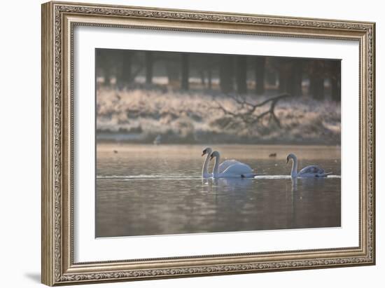 Three Swans Glide across a Misty Pond in Richmond Park at Sunrise-Alex Saberi-Framed Photographic Print