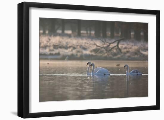 Three Swans Glide across a Misty Pond in Richmond Park at Sunrise-Alex Saberi-Framed Photographic Print