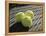 Three Tennis Balls-null-Framed Premier Image Canvas