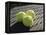 Three Tennis Balls-null-Framed Premier Image Canvas