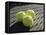 Three Tennis Balls-null-Framed Premier Image Canvas