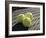 Three Tennis Balls-null-Framed Photographic Print