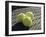 Three Tennis Balls-null-Framed Photographic Print