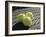 Three Tennis Balls-null-Framed Photographic Print