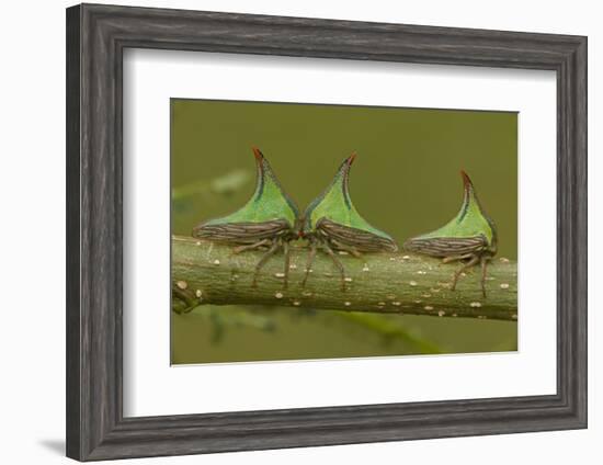 Three Thorn Bugs (Umbonia Sp) On Twig, Costa Rica-John Cancalosi-Framed Photographic Print