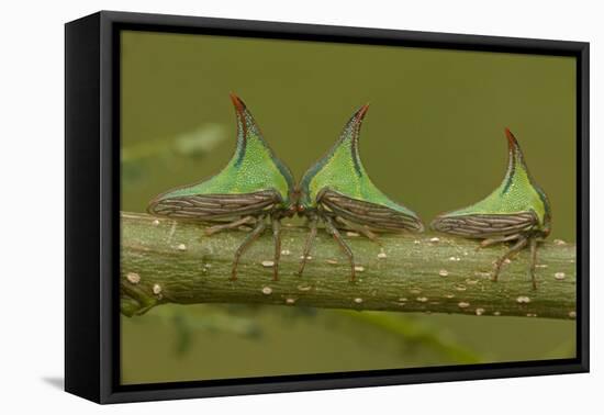 Three Thorn Bugs (Umbonia Sp) On Twig, Costa Rica-John Cancalosi-Framed Premier Image Canvas