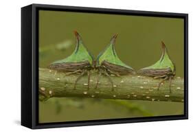 Three Thorn Bugs (Umbonia Sp) On Twig, Costa Rica-John Cancalosi-Framed Premier Image Canvas