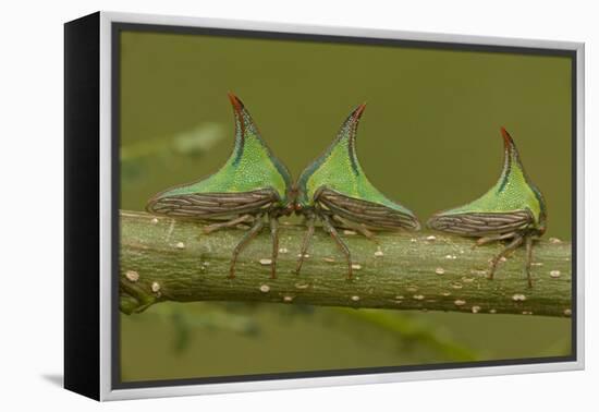 Three Thorn Bugs (Umbonia Sp) On Twig, Costa Rica-John Cancalosi-Framed Premier Image Canvas