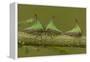Three Thorn Bugs (Umbonia Sp) On Twig, Costa Rica-John Cancalosi-Framed Premier Image Canvas