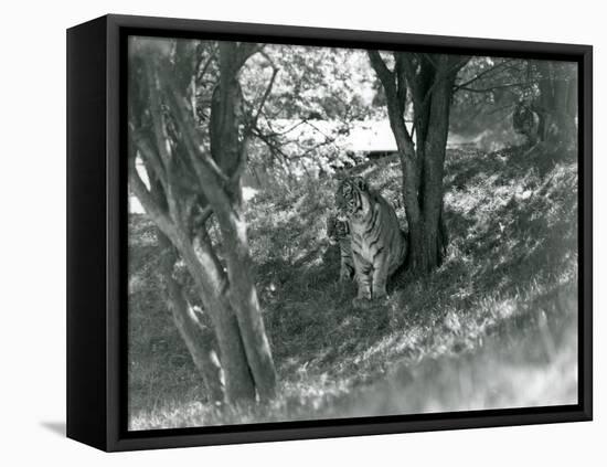 Three Tigers Resting under Small Trees in their New Enclosure at Whipsnade, May 1934-Frederick William Bond-Framed Premier Image Canvas