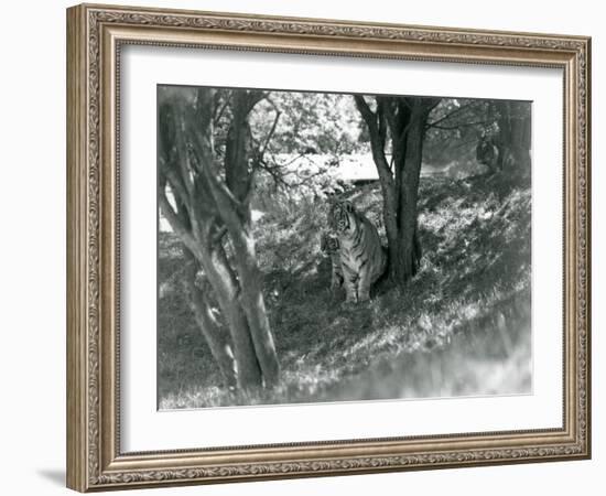 Three Tigers Resting under Small Trees in their New Enclosure at Whipsnade, May 1934-Frederick William Bond-Framed Giclee Print