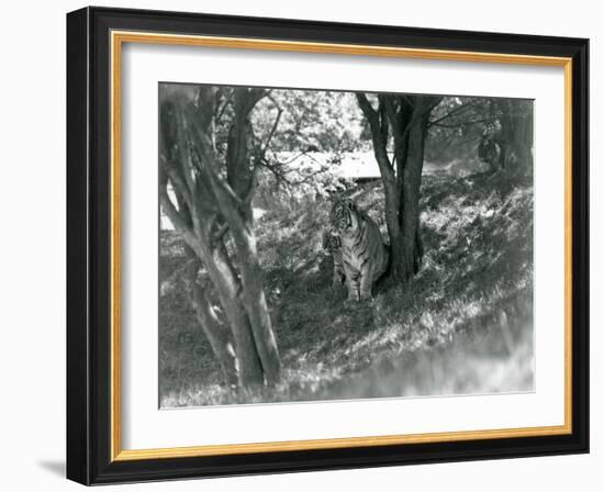 Three Tigers Resting under Small Trees in their New Enclosure at Whipsnade, May 1934-Frederick William Bond-Framed Giclee Print
