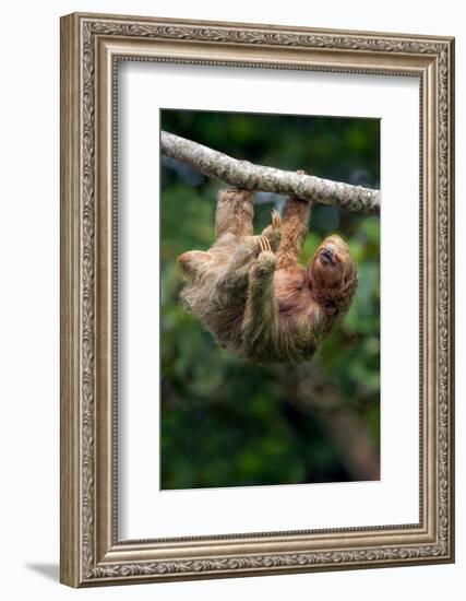 Three-Toed Sloth (Bradypus tridactylus) hanging on branch, Sarapiqui, Costa Rica-null-Framed Photographic Print