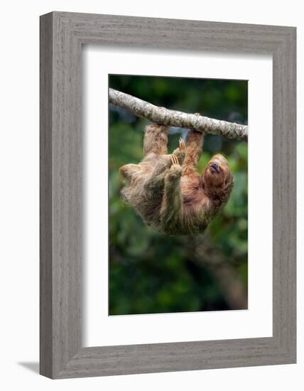 Three-Toed Sloth (Bradypus tridactylus) hanging on branch, Sarapiqui, Costa Rica-null-Framed Photographic Print