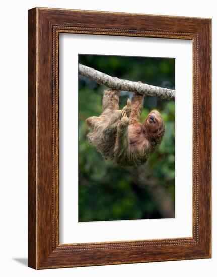 Three-Toed Sloth (Bradypus tridactylus) hanging on branch, Sarapiqui, Costa Rica-null-Framed Photographic Print