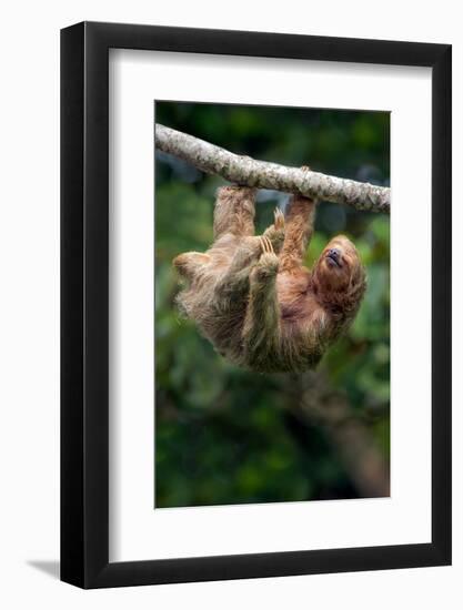 Three-Toed Sloth (Bradypus tridactylus) hanging on branch, Sarapiqui, Costa Rica-null-Framed Photographic Print