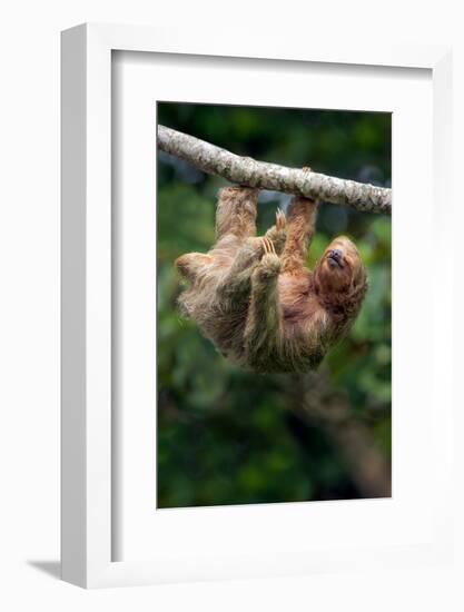 Three-Toed Sloth (Bradypus tridactylus) hanging on branch, Sarapiqui, Costa Rica-null-Framed Photographic Print